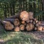 Ką turime žinoti apie miško kirtimą?