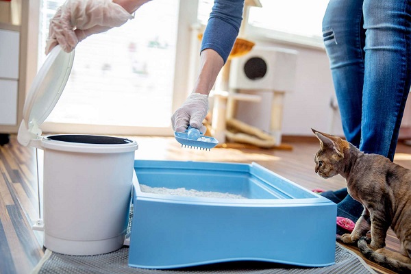 Kaip išlaikyti švarų katės tualetą?
